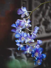 Orchid | Орхидеи