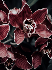 Orchid | Орхидеи