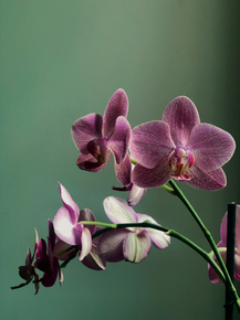Orchid | Орхидеи