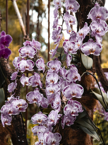 Orchid | Орхидеи