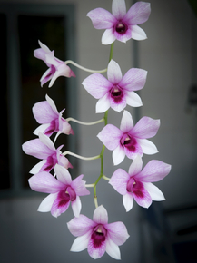Orchid | Орхидеи