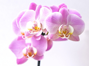 Orchid | Орхидеи