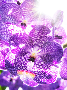 Orchid | Орхидеи