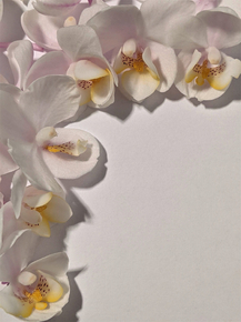 Orchid | Орхидеи
