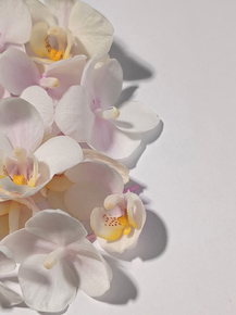 Orchid | Орхидеи