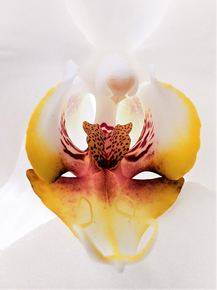 Orchid | Орхидеи