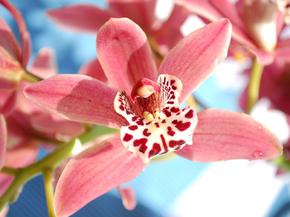 Orchid | Орхидеи