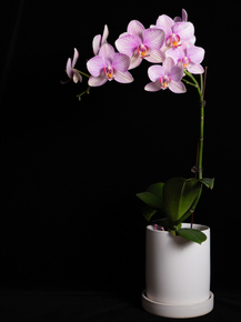 Orchid | Орхидеи