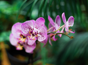 Orchid | Орхидеи