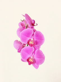 Orchid | Орхидеи