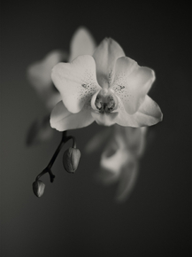 Orchid | Орхидеи