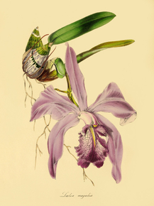 Laelia Majalis