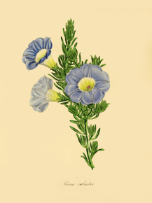 Uona Caelestis