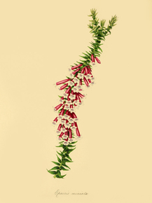 Epacris Miniata