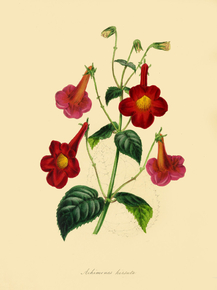 Achimenes Hirsuta