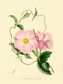 Dipladenia Crassinoda