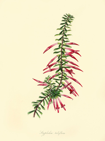 Epacris Miniata
