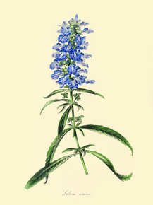 Salvia Azurea