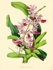 Aerides Maculosum