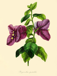 Bugainvillaea Spectabilis