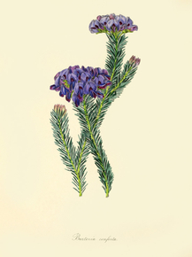 Burtonia Conferta