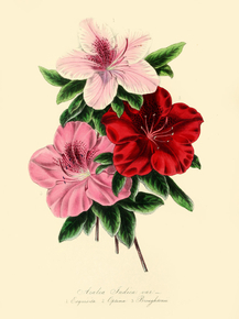 Aralea Endica