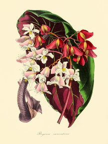 Begonia Ramentacea