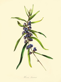 Hovea Linearis
