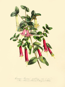 Gaines' Seedling