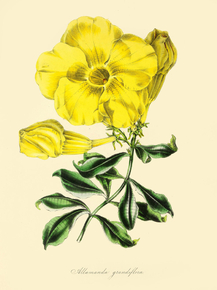 Allamanda Grandiflora
