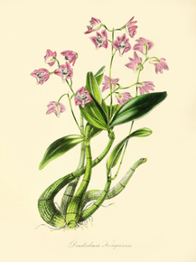 Dendrobium Kingianum