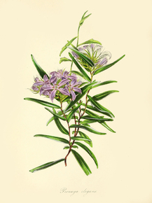 Pronaya Elegans