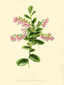 Gaylussacia Pseudo-Vaccinium