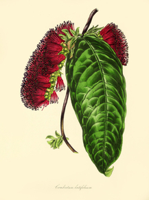 Combretum Latifolium
