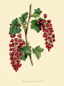 Ribes Sanguineum Flore Pleno