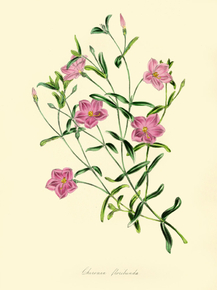 Chironia Floribunda