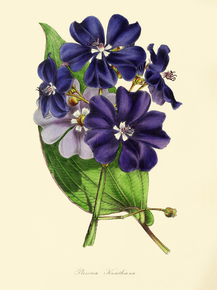 Pleroma Kunthianum