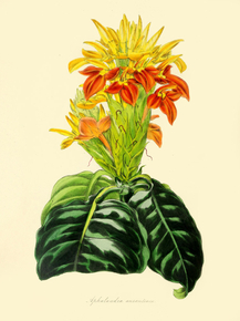 Aphelandra Aurantiaca