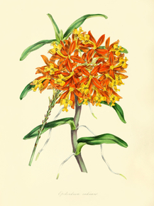 Epidendrum Radicans