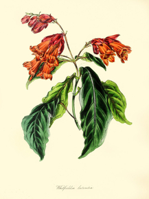 Whitfieldia Lateritia