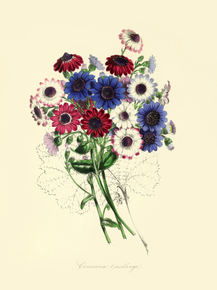 Cineraria Seedlings