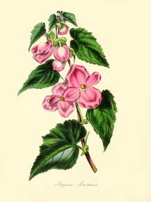Begonia Martiana