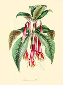 Fuchsia Serratifolia