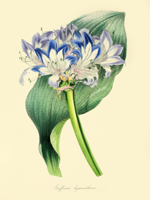 Griffinia Hyacinthina