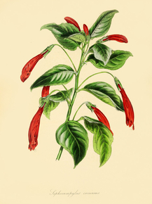 Siphocampylus Coccineus