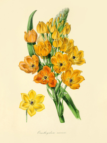 Ornithogalum Aureum