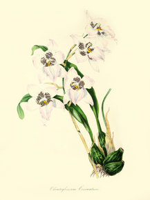 Odontoglossum Cervantesii