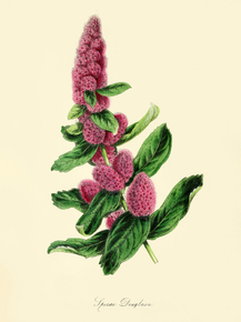 Spjraea Douglasii