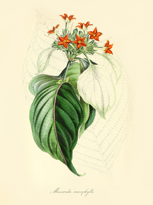 Mussaenda Macrophylla