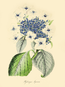 Hydrangea Japonica